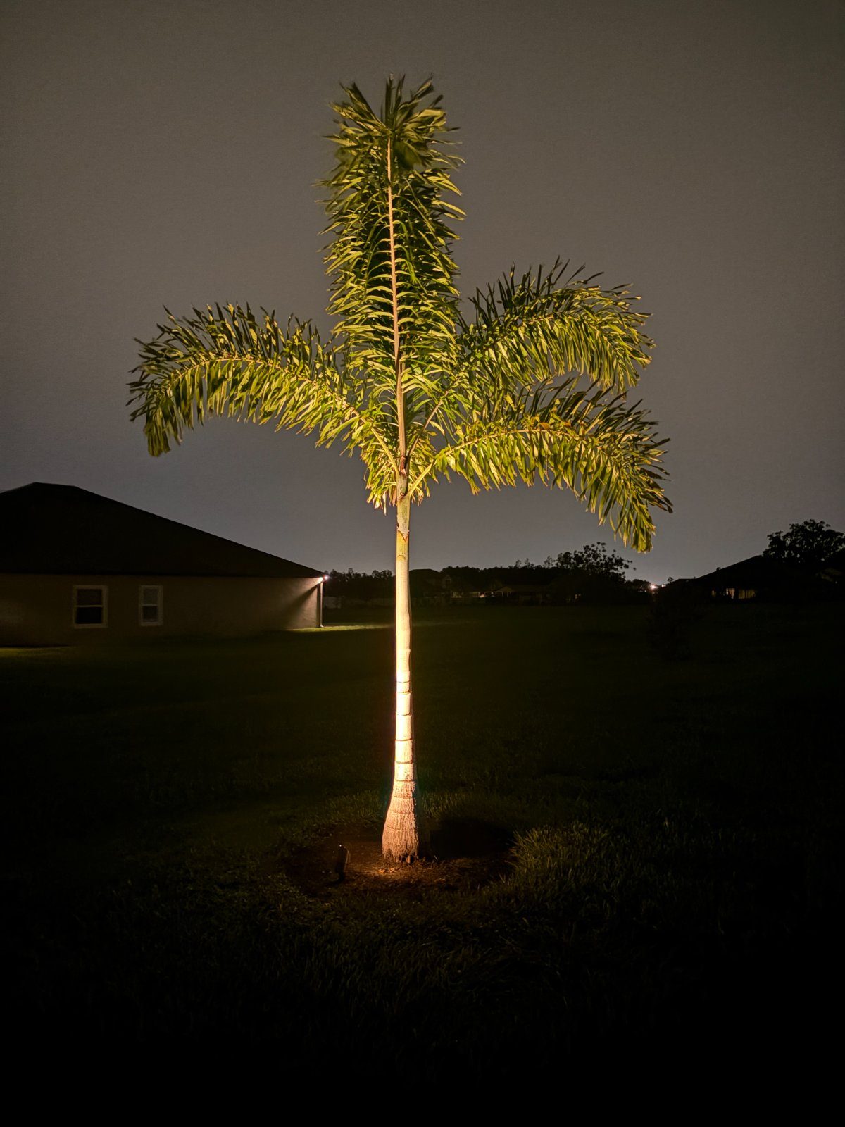 A single royal palm uplit with a brass spotlight at night